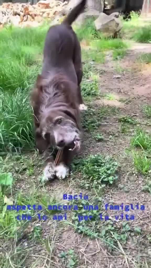 Meticcio cani in regalo: Dolcissimo cagnolino! Taglia medio piccola  - Video 2