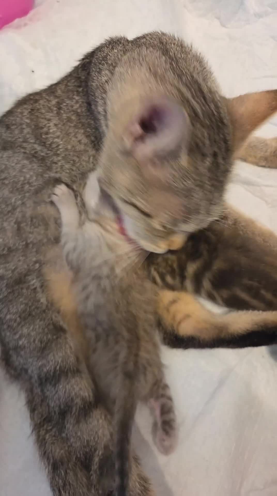 Altre razze gatti in vendita: Meravigliosi Cuccioli in Arrivon  🐾 - Video 2
