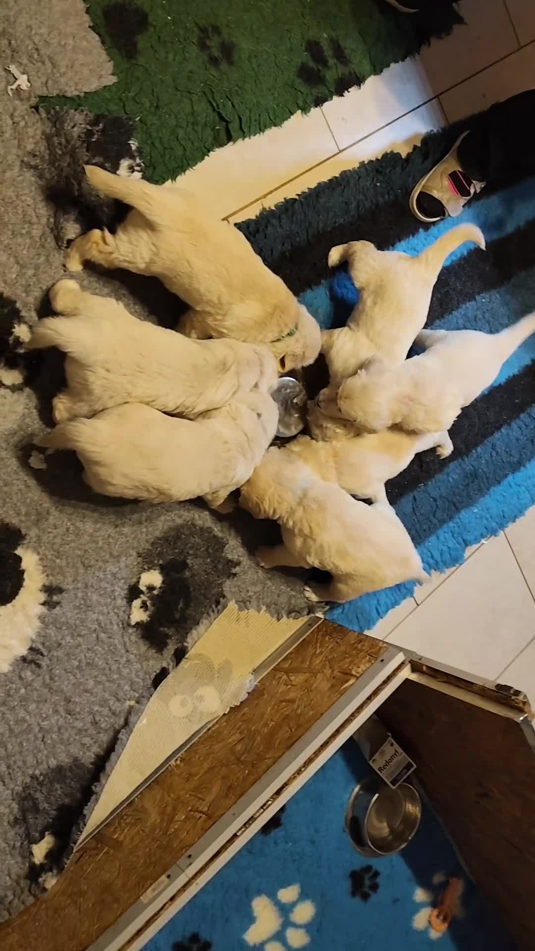 Golden Retriever cani in vendita: cuccioli golden retriever - Video 1