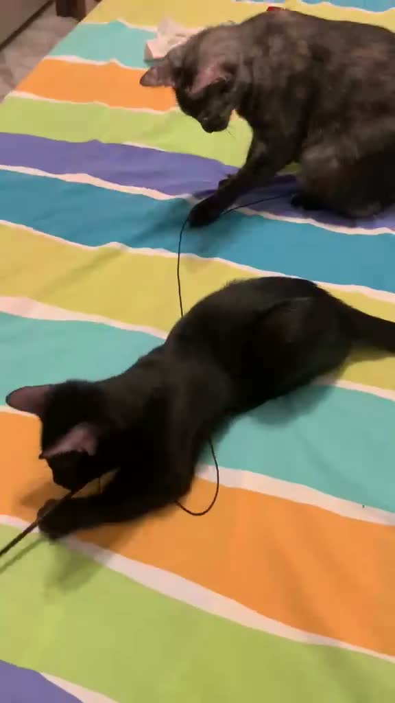 Meticcio gatti in regalo: MIA, 9 mesi, già sterilizzata, negativa FIV FELV  - Video 2