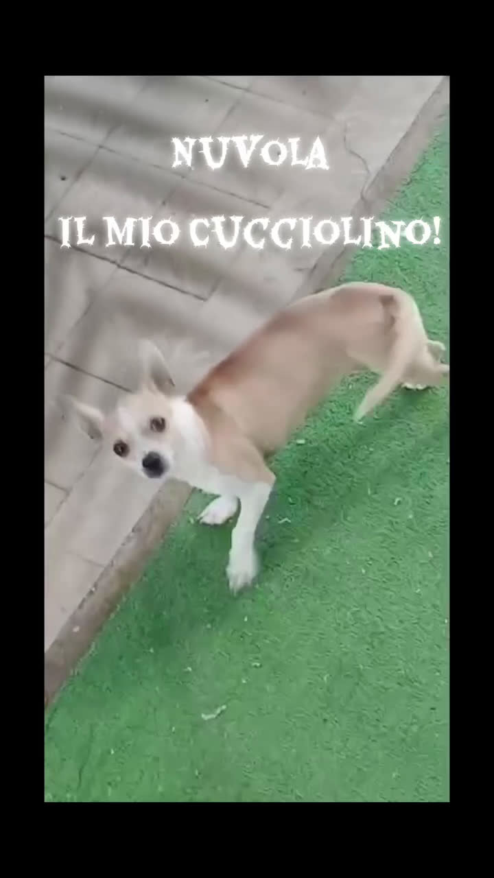 Chihuahua cani in vendita: Chihuahua cucciolini  bellissimi - Video 1