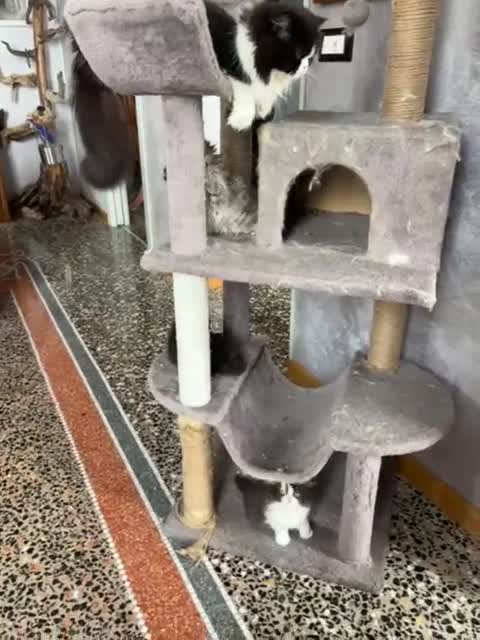 Persiano gatti in vendita: DISPONIBILI 2 MERAVIGLIOSI CUCCIOLI DI PERSIANO - Video 1