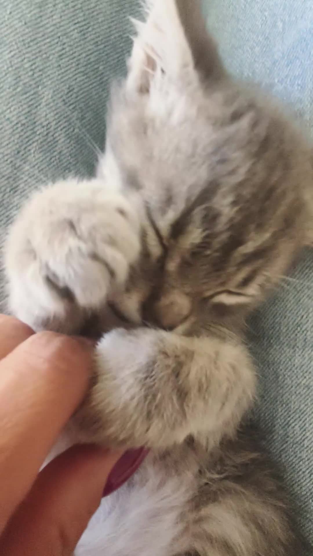 Europeo gatti in regalo: Salvo cerca casa - Video 3