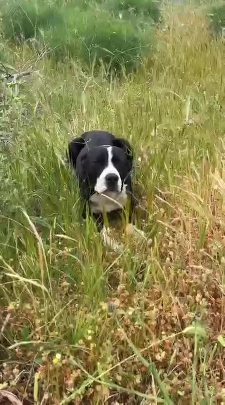 Meticcio cani in regalo: KURMO 💙-aiutaci!! È in mezzo alla strada, solo - Video 3