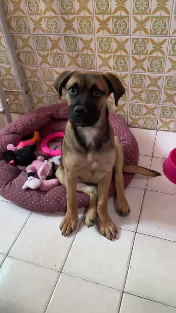 Meticcio cani in regalo: Wendy a Città metropolitana di Roma Capitale - Video 1