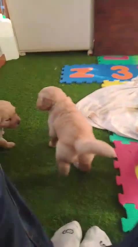 Golden Retriever cani in vendita: Splendidi golden Retriever angloamericani a Città metropolitana di Roma Capitale - Video 1