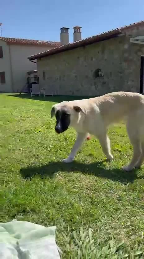 Meticcio cani in regalo: Albicocca: 7 mesi adozione del cuore  - Video 2