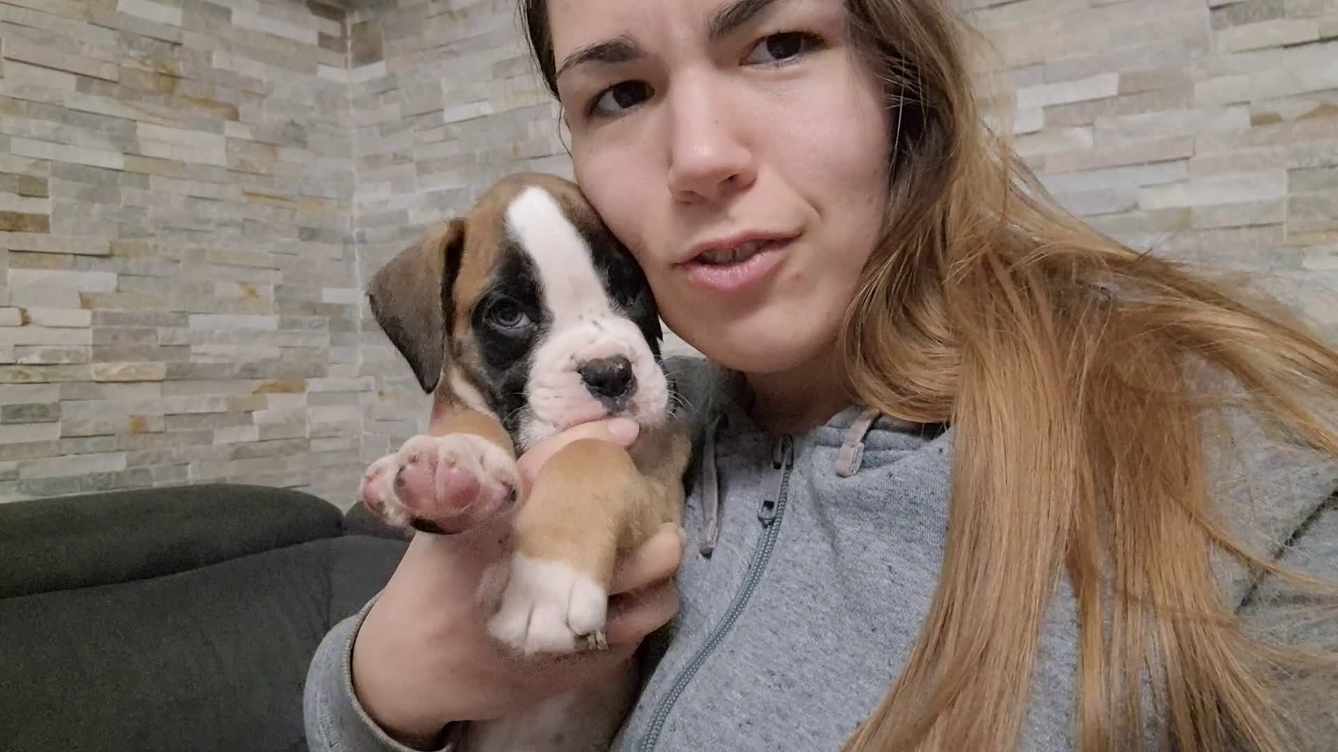 Boxer cani in vendita: Cucciolo di boxer con pedigree - Video 1