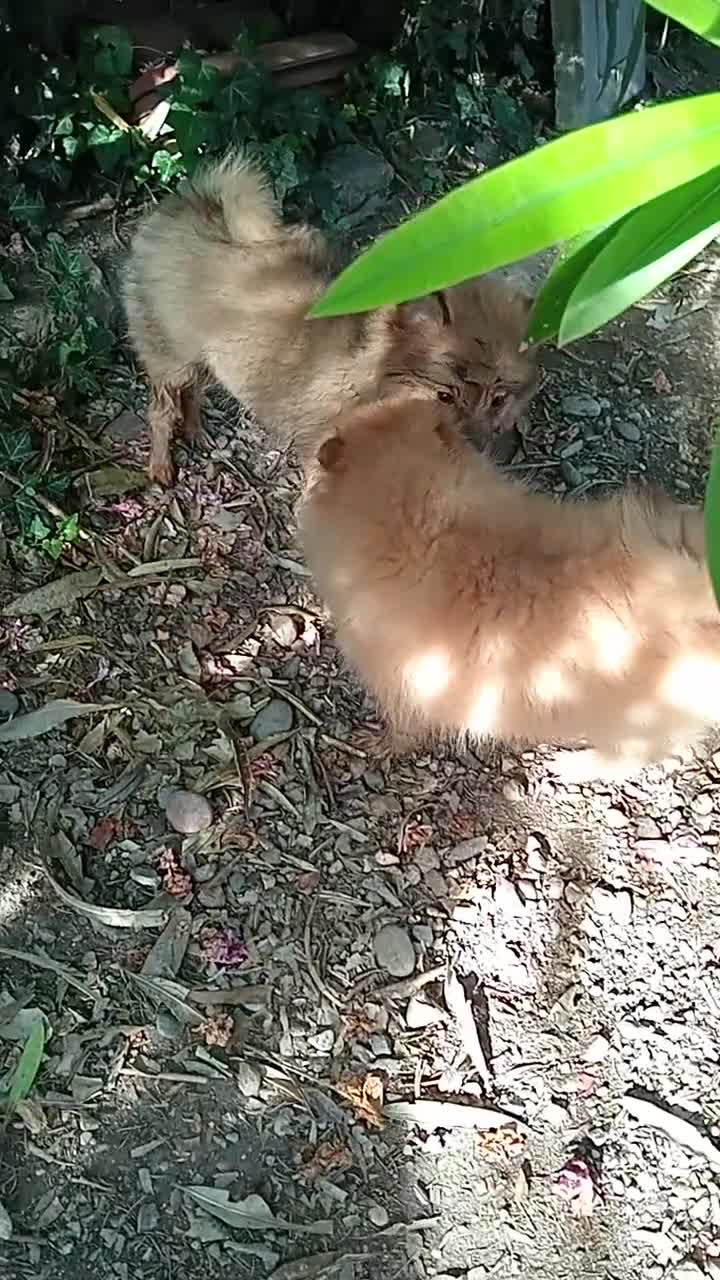 Spitz cani in vendita: Spitz tedesco piccolo volpino  - Video 2