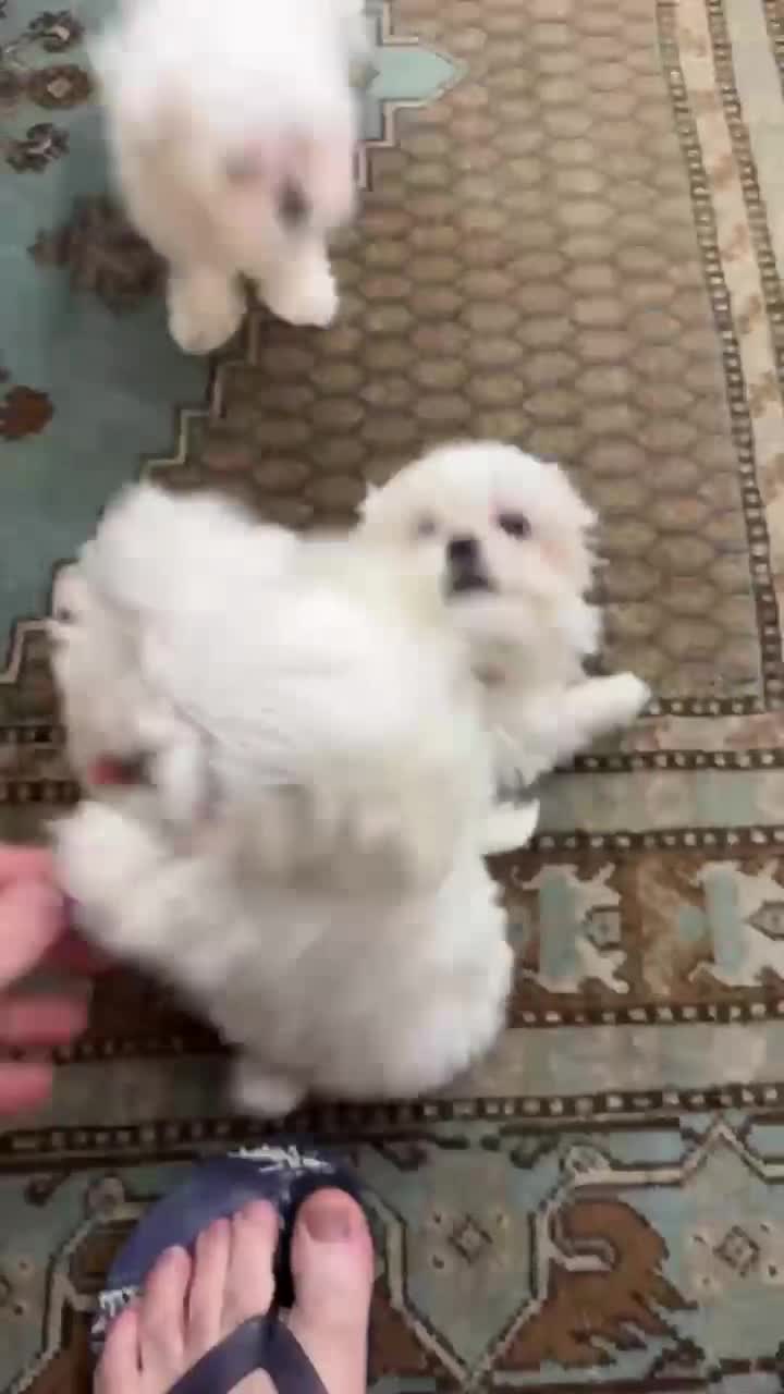 Maltese cani in vendita: 4 Principini bianchi Maltesi - Video 1