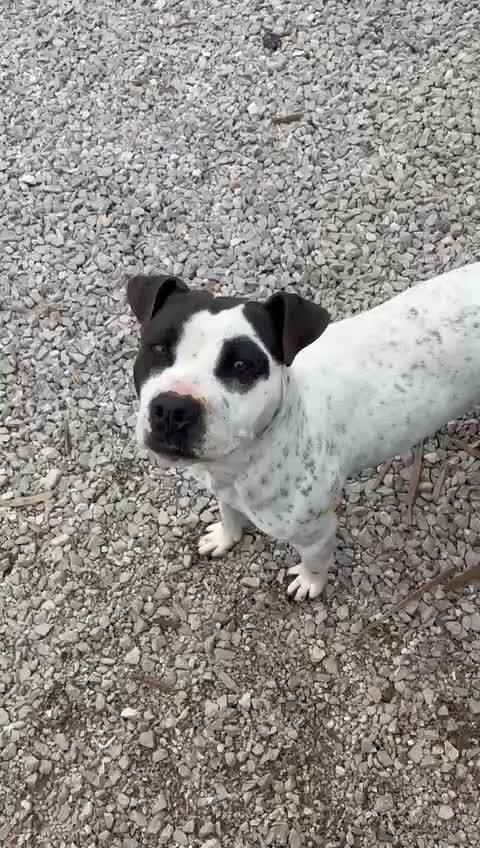 Altre razze cani in regalo: Desy, 2 anni, dolcissima, 15 chili  - Video 1