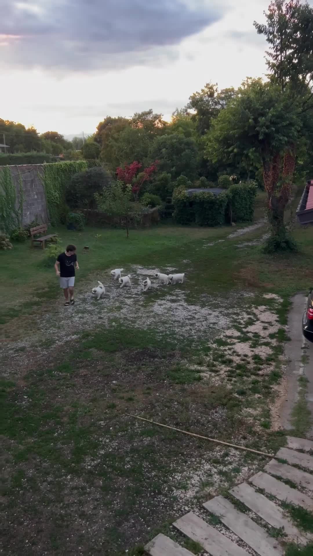 Cane da Montagna dei Pirenei cani in vendita: Sette cuccioli di Cane da Montagna dei Pirenei - Video 3