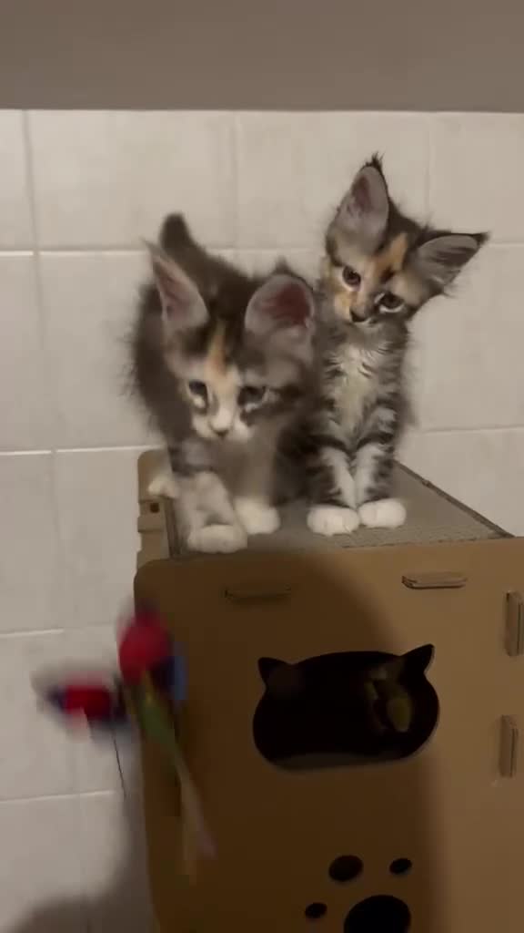 Maine Coon gatti in vendita: Allevamento di Maine Coon GIANTS VIKING - Video 1