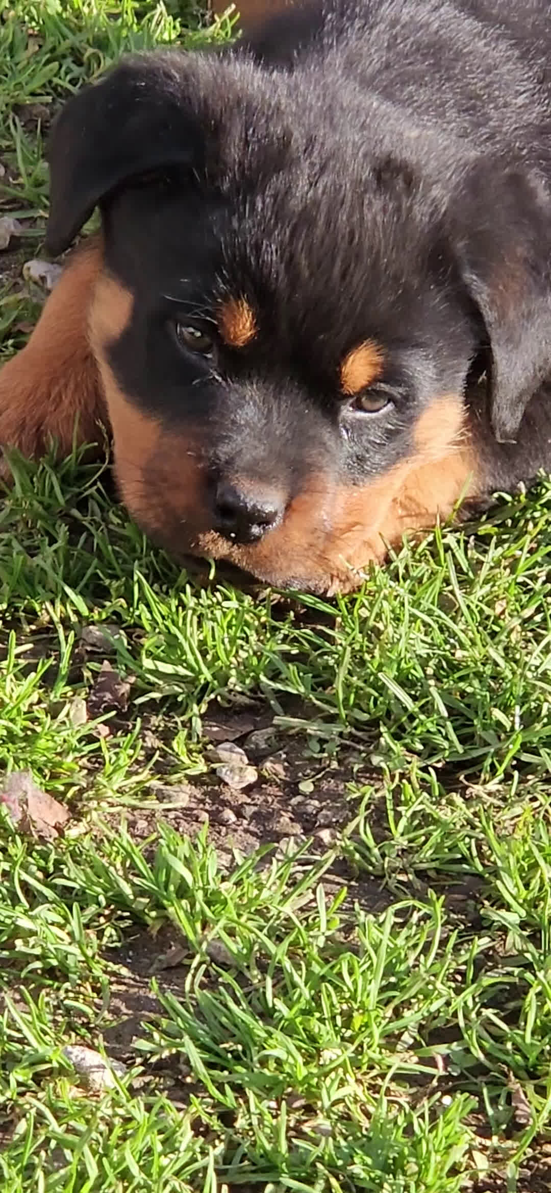 Rottweiler cani in vendita: Cucciolotto  - Video 1