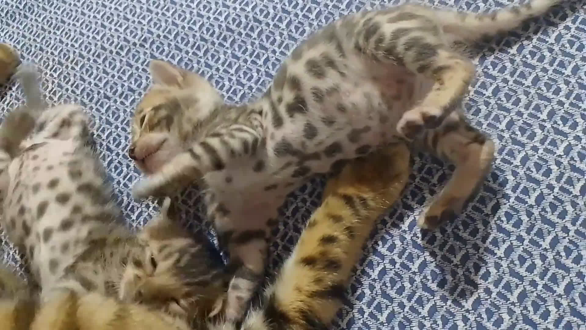 Bengala gatti in vendita: Cucciolo brown bengal a Città metropolitana di Roma Capitale - Video 1