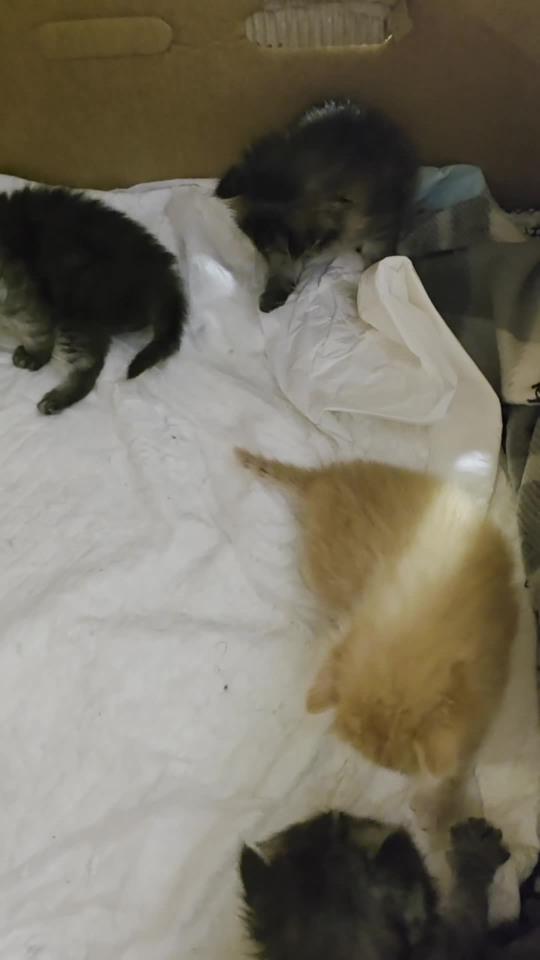 Altre razze gatti in vendita: Gattini a Provincia di Ascoli Piceno - Video 1