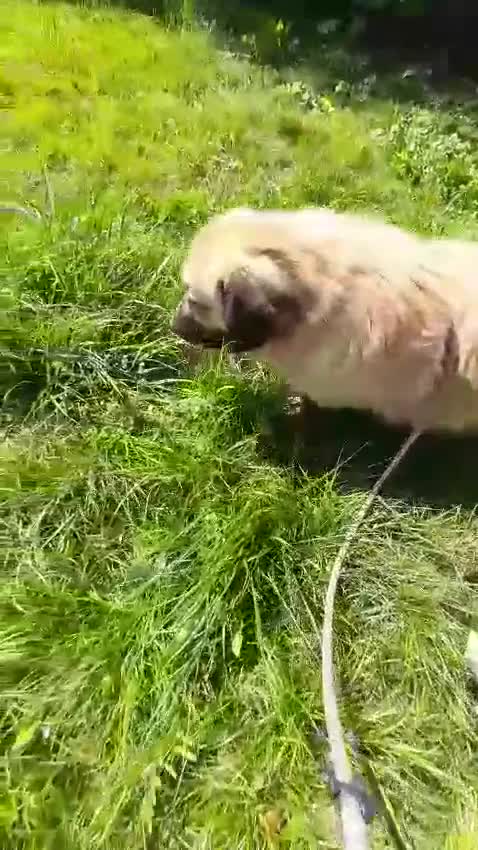 Meticcio cani in regalo: Una famiglia per Ciaky, cagnolino buonissimo a Provincia di Savona - Video 2