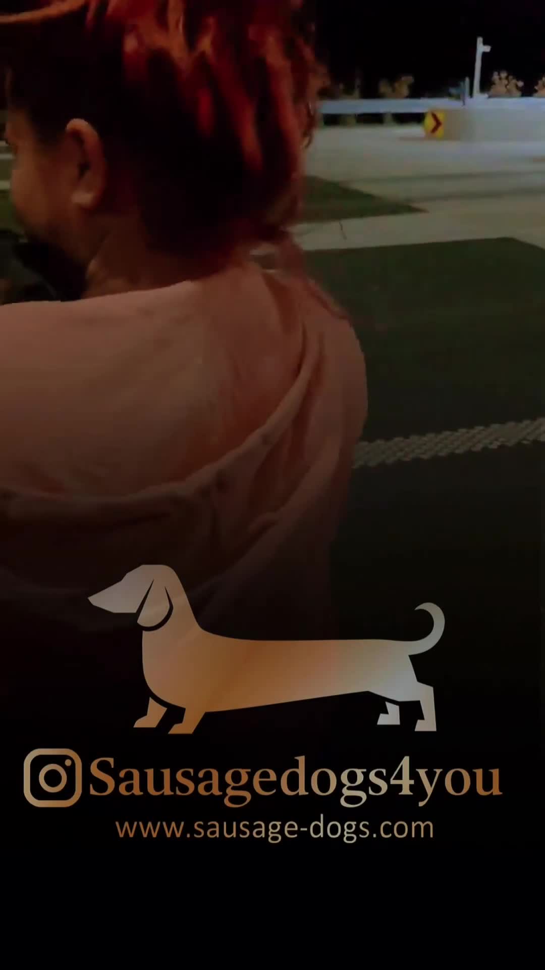 Bassotto cani in vendita: Bassotti nani (Genetica Testata e Acquisto Sicuro) - Video 3