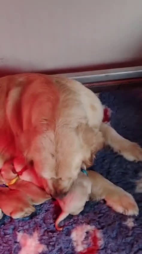 Golden Retriever cani in vendita: Cucciolata Golden Retriever - genitori selezionati a Provincia di Perugia - Video 1