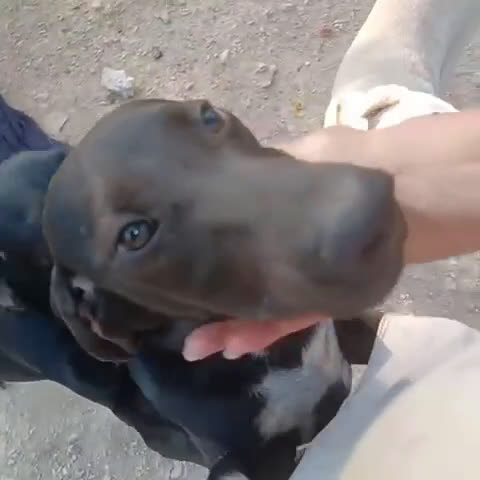 Meticcio cani in regalo: ADOTTA IL TENERO CORFU' - Video 1
