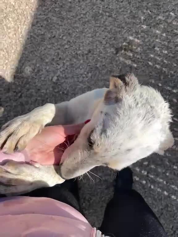 Meticcio cani in regalo: ADOTTACI - Video 3