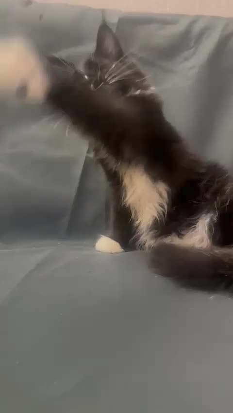 Maine Coon gatti in vendita: Maine CoonXXL Top genetica  - Video 1