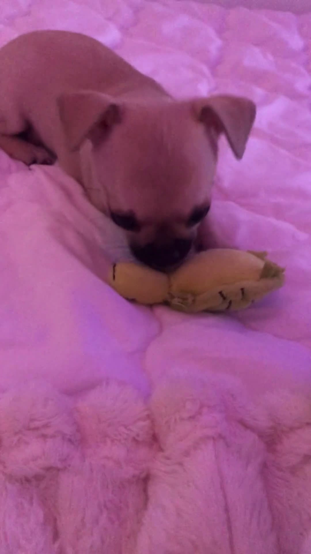 Chihuahua cani in vendita: Extra chihuahua  - Video 2