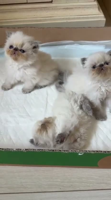 Persiano gatti in vendita: Gattini Persiani Blue Point  a Città Metropolitana di Bologna - Video 1