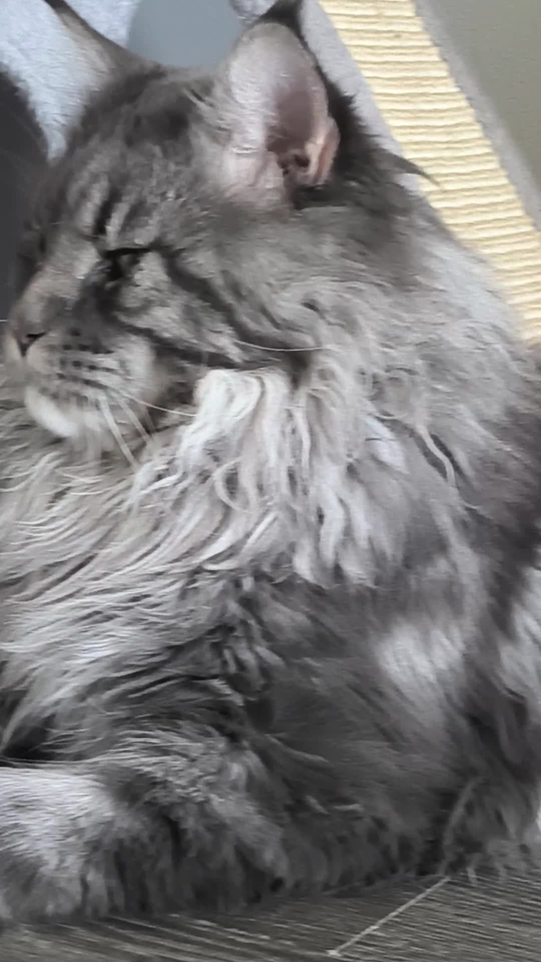 Maine Coon gatti in vendita: Cucciolo di Main Coon - Video 2