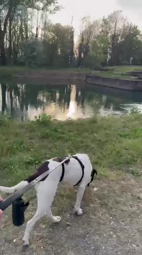 Meticcio cani in regalo:  2anni mix molossina il 27/6 torna al sud.TREVISO - Video 3