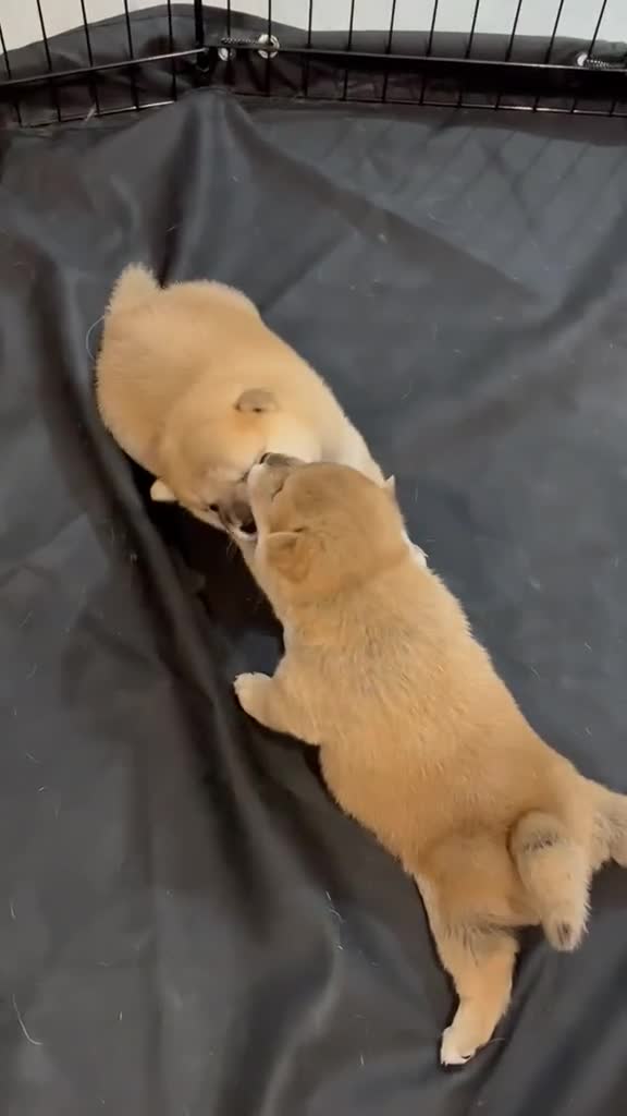 Shiba Inu cani in vendita: Vendensi cuccioli di Shiba Inu - Video 1