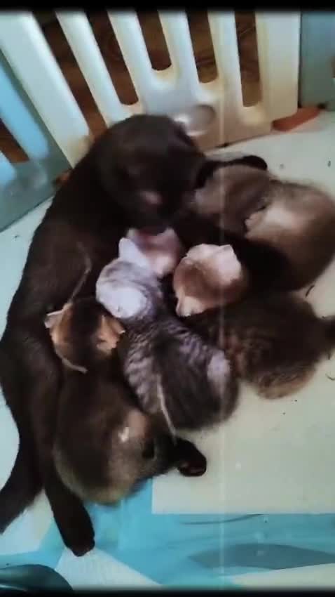 Scottish gatti in vendita: Gattini scottish fold, scottish straight - Video 1