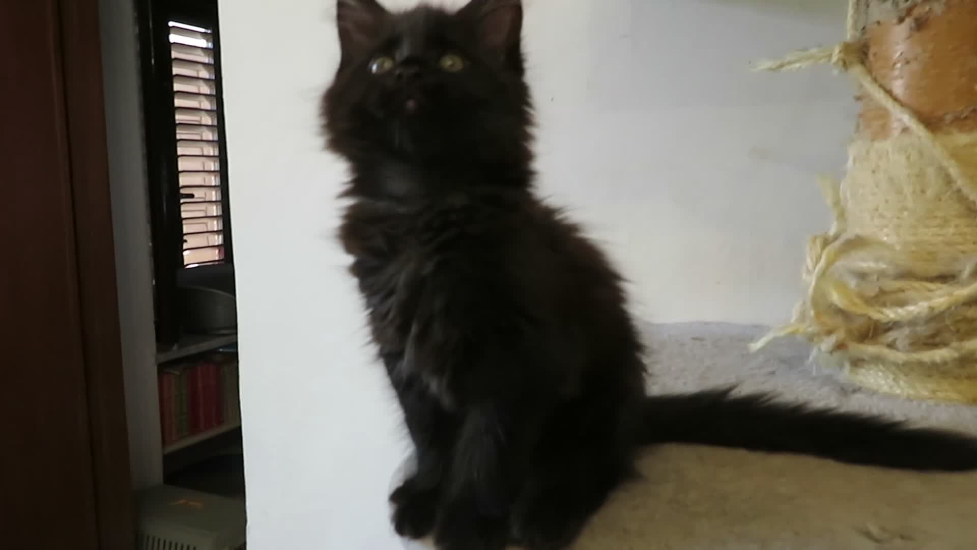 Maine Coon gatti in vendita: Magnifici Cuccioli di Maine Coon disponibili - Video 1