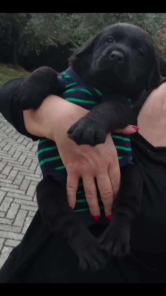 Labrador cani in vendita: Cuccioli labrador retriever  - Video 1