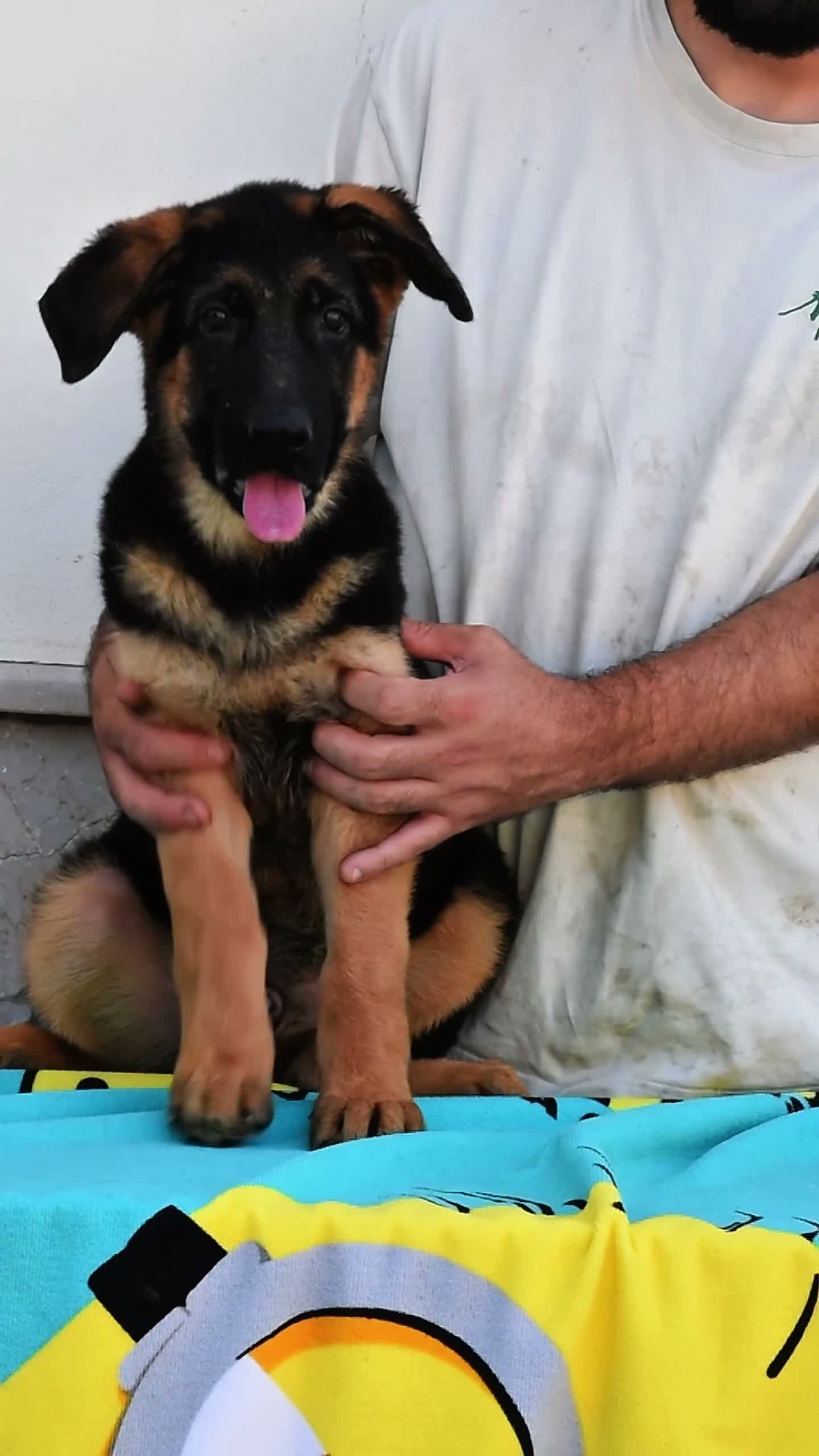 Pastore Tedesco cani in vendita: Cuccioli disponibili 🐾❤️ - Video 2