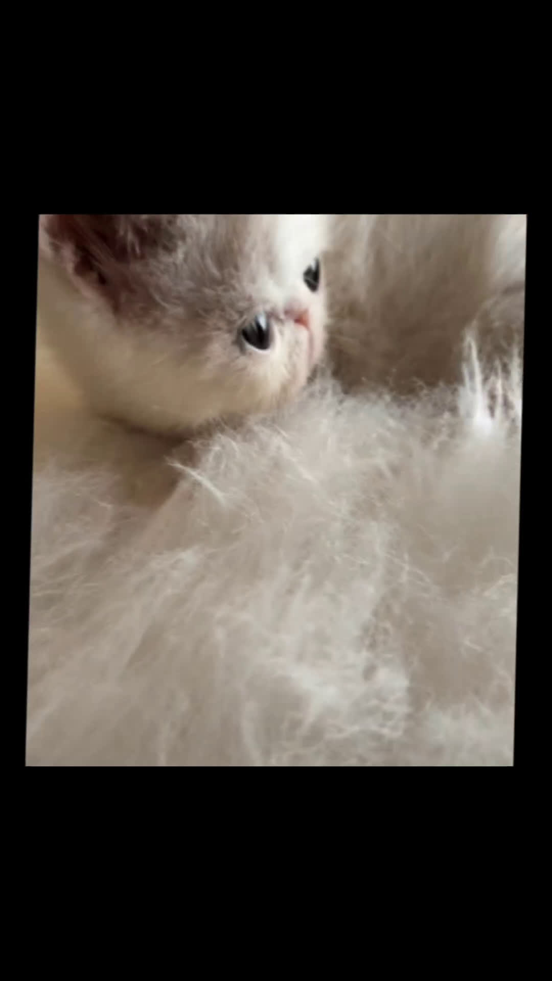 Exotic Shorthair gatti in vendita: Exotic Shorthair allevamento Exodora Sikelia  a Città metropolitana di Catania - Video 4