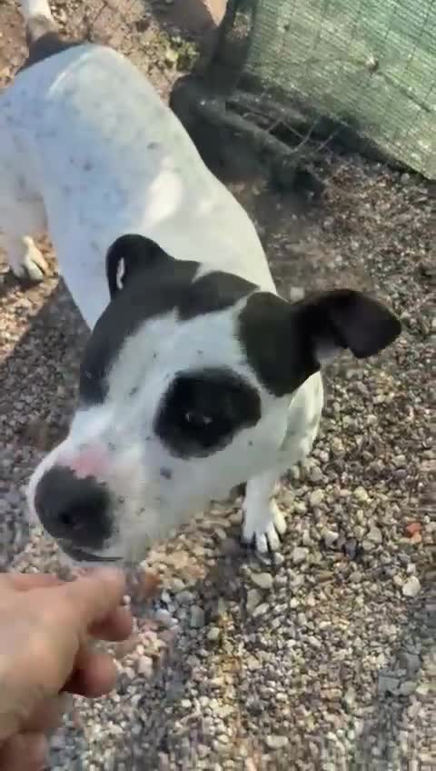 Meticcio cani in regalo: Mini pit bullina, 16 kg. 3 anni  - Video 1