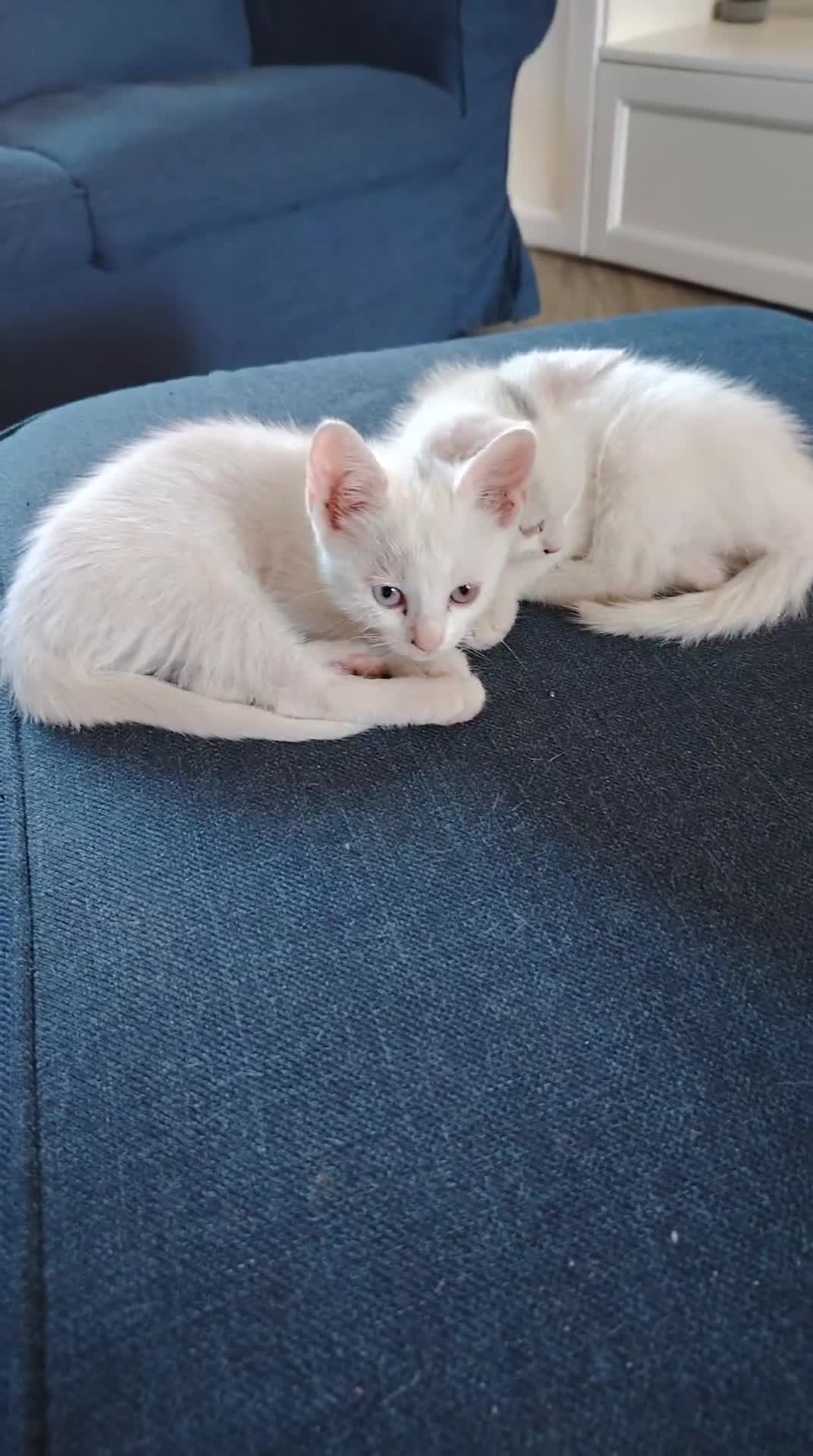 Europeo gatti in regalo: Gattina a Città metropolitana di Catania - Video 1
