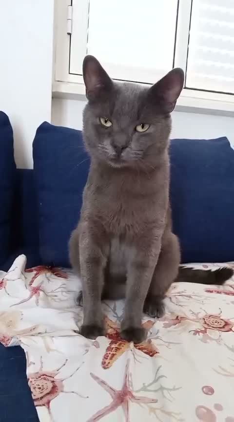 Certosino gatti in regalo: SASA’ DOLCISSIMO GATTINO SIMILCERTOSINO a Città metropolitana di Milano - Video 1