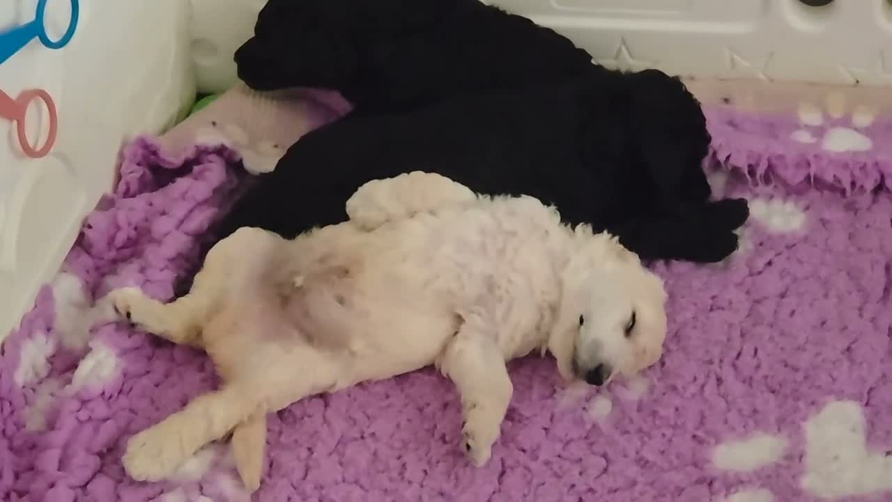 Barbone cani in vendita: Barbone grande mole  - Video 1