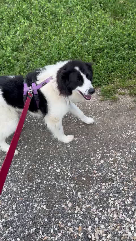Meticcio cani in regalo: PETRUX  buono con tutti!Adora l'acqua - Video 2