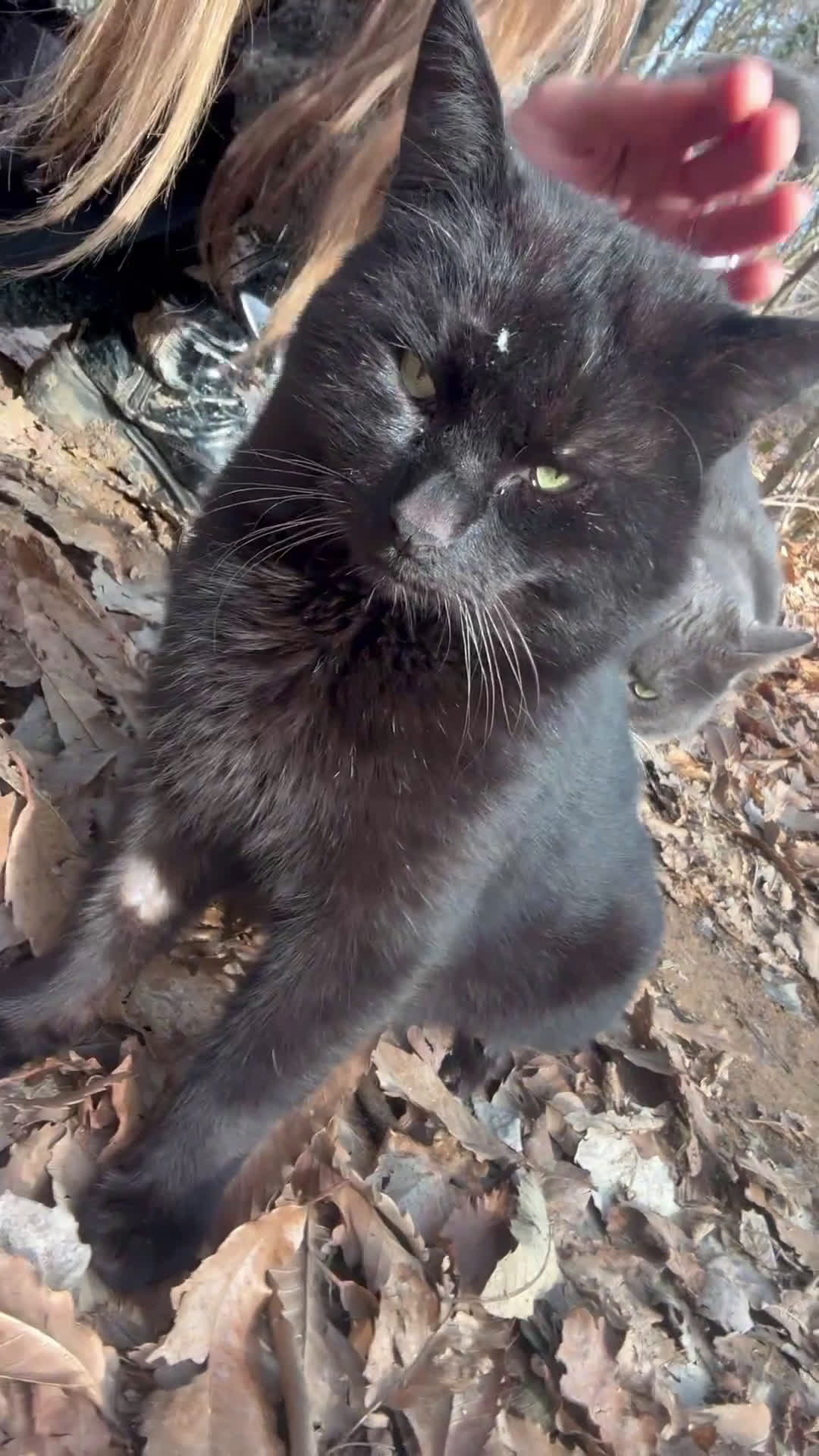 Meticcio gatti in regalo: Gatto cerca nuova casa, urgente!  - Video 1