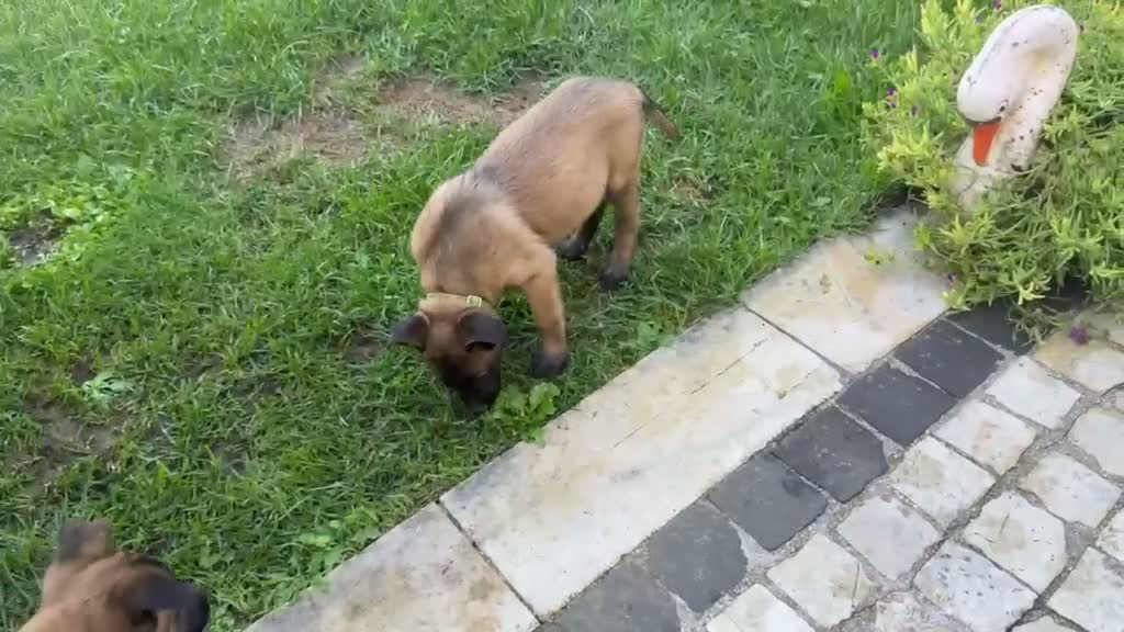 Pastore Belga cani in vendita: Femmine Pastore Belga Malinois - Video 2