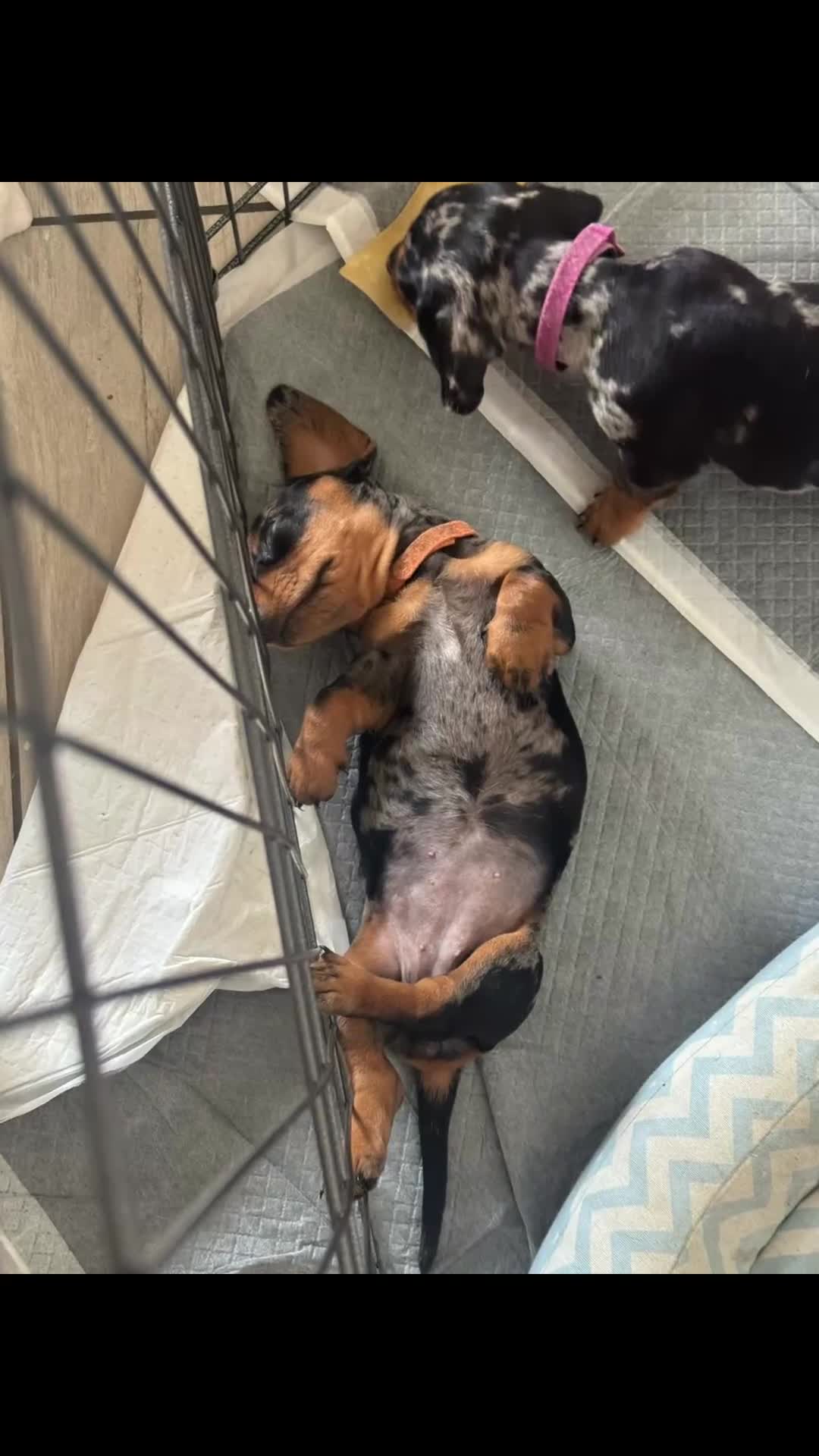 Bassotto cani in vendita: Bassotto arlecchino silver  a Città metropolitana di Roma Capitale - Video 2