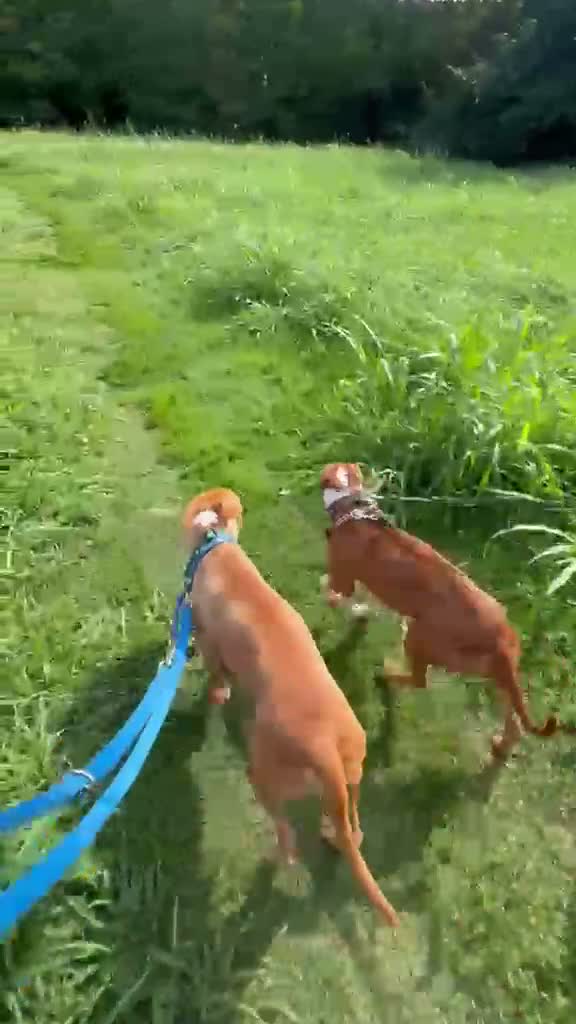 Meticcio cani in regalo: CLYDE PIT BULLINO - Video 1
