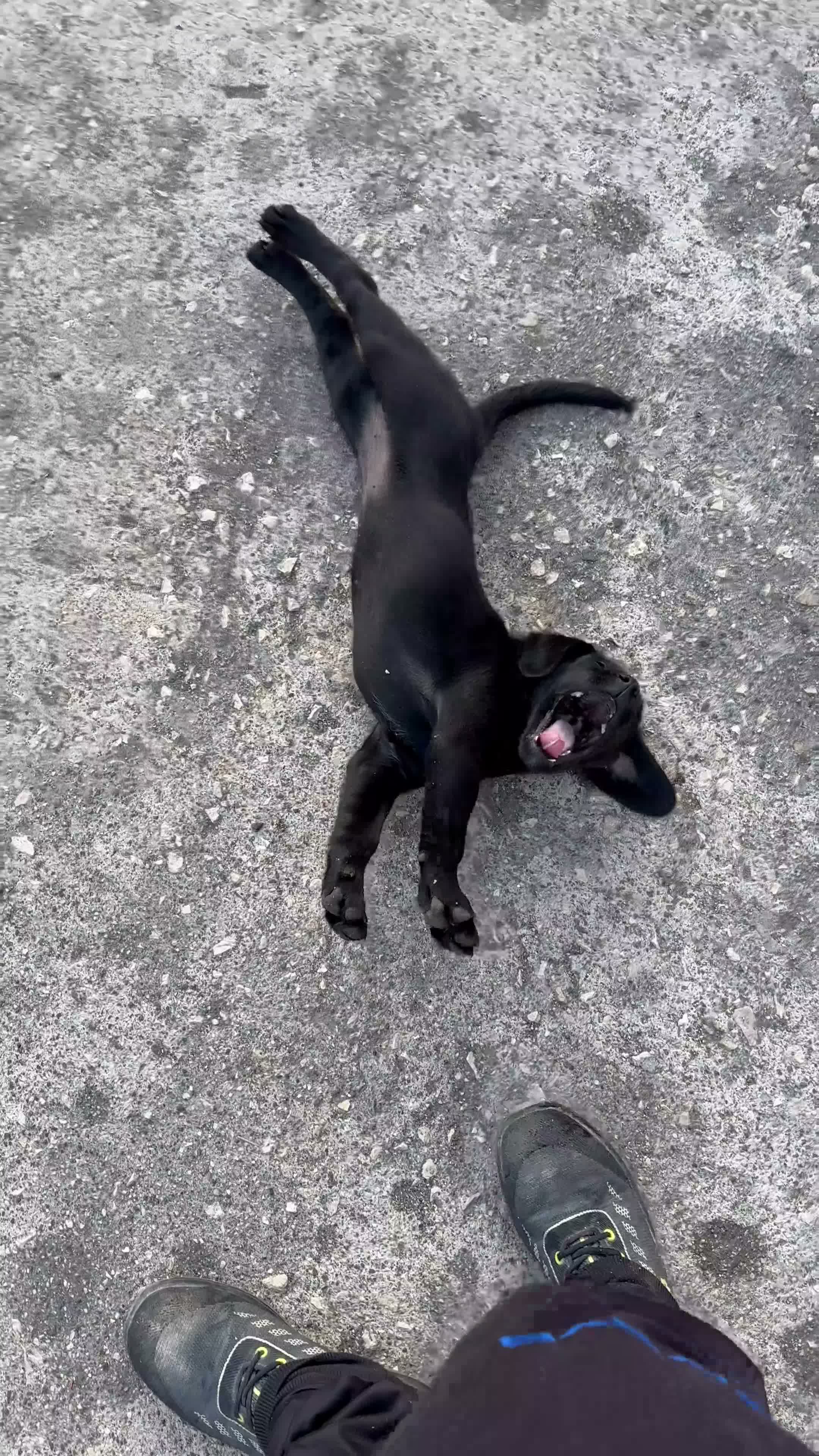 Labrador cani in vendita: Ultimi Cuccioli Labrador retriver disponibili🐾 - Video 1