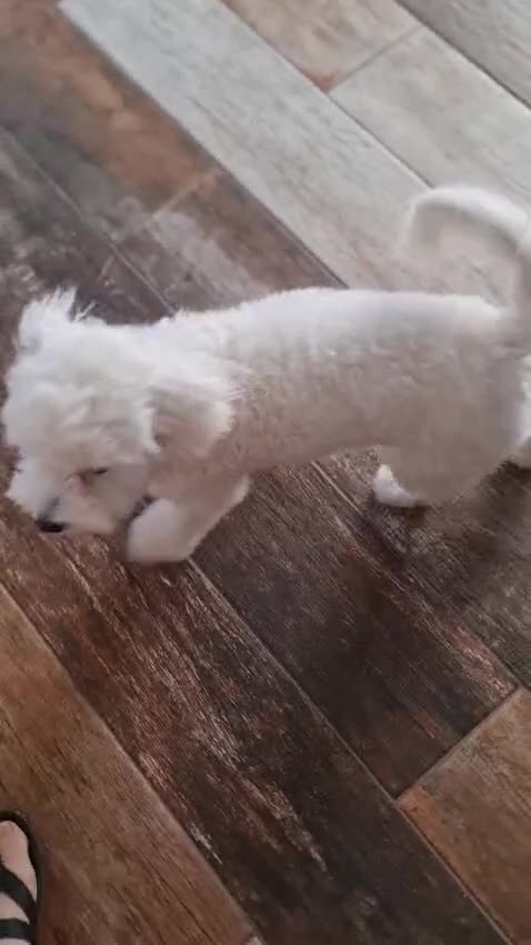 Meticcio cani in regalo: Leo, simil lagotto giocherellone - Video 1
