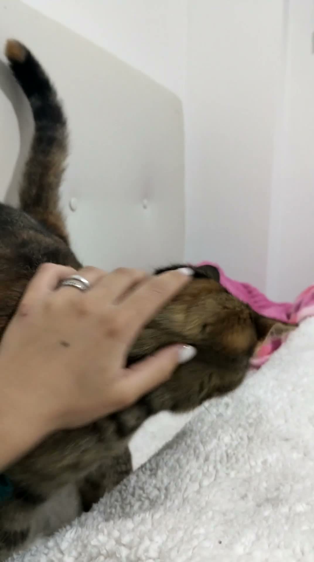 Meticcio gatti in regalo: Maya, gatto europeo  - Video 1