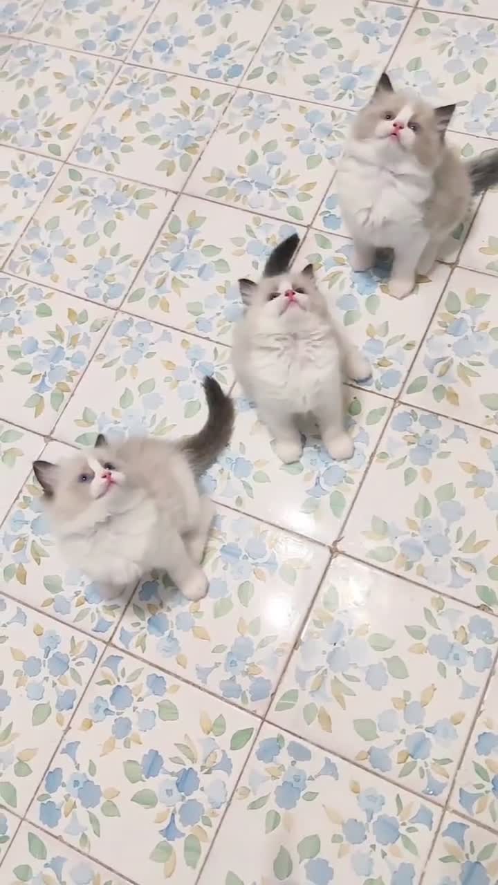 Ragdoll gatti in vendita: Cucciola ragdoll pedigree Afef  - Video 1