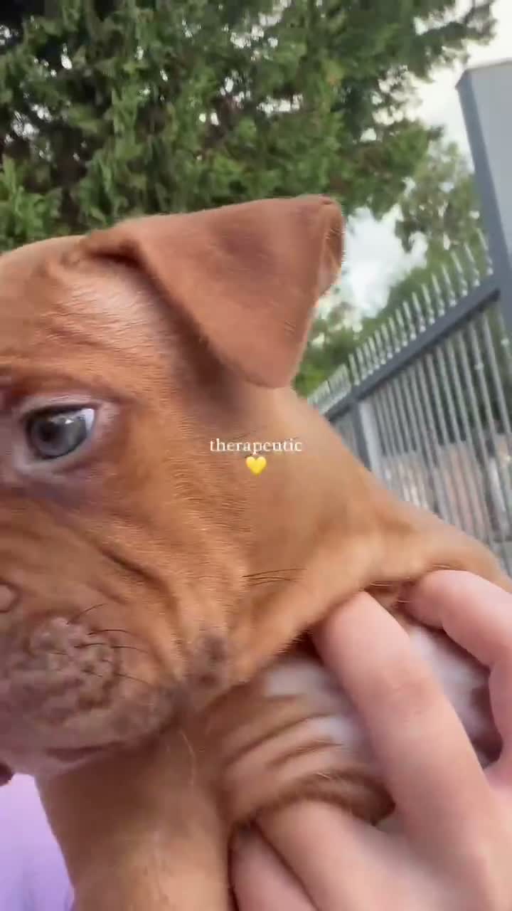Pitbull cani in vendita: Cucciolo American Pitbull Terrier con pedigree UKC - Video 1